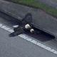 Two bald eagles stuck inside a storm drain in Orange County, Florida (Screenshot via WFTV)
